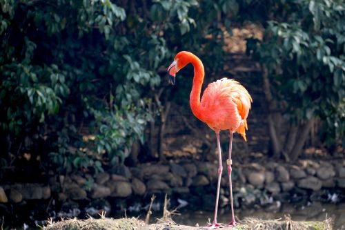 Gyvūnas, Flamingo, Zoologijos Sodas