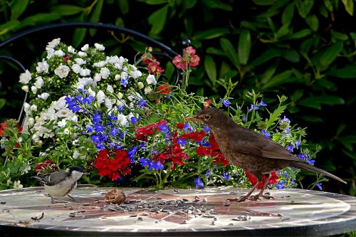 Gyvūnas, Paukštis, Juoda Paukštis, Turdus Merola, Šunys, Parus Majoras, Maitinimas, Sodas