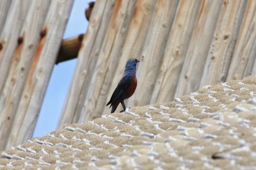 Gyvūnas, Papludimys, Mažas Paukštelis, Metodas Bulbul, Laukiniai Paukščiai, Laukinis Gyvūnas, Natūralus, Kraštovaizdis