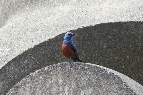 Gyvūnas, Papludimys, Banga Nuo Bloko, Mažas Paukštelis, Metodas Bulbul, Laukiniai Paukščiai, Laukinis Gyvūnas, Natūralus, Kraštovaizdis