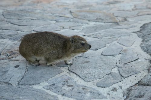 Gyvūnas, Roko Žiurkė, Geros Viltys, Cape Town