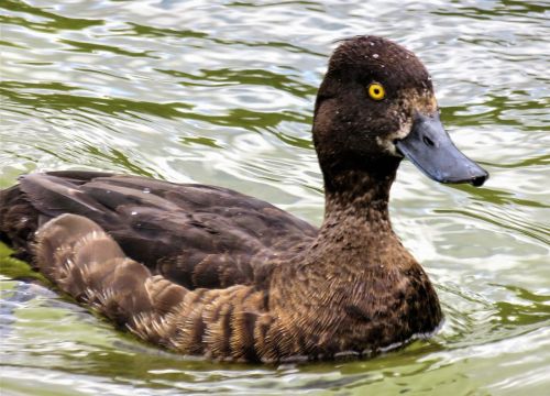 Gyvūnas, Antis, Nardymo Antis, Vandens Paukštis, Anatidae, Plumėjimas, Ruda, Gamta, Vanduo, Plaukti, Nardymas