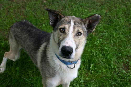 Gyvūnas, Šuo, Alaska Husky