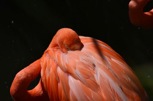 Gyvūnas, Zoologijos Sodas, Flamingo, Rožinis, Paukščiai, Rožinis Flamingas