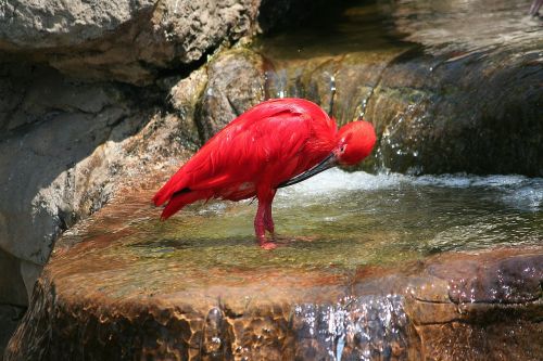 Gyvūnas, Paukštis, Raudona Ibis, Raudona, Egzotinis Pobūdis, Monte Bird Park Sa, Nelaisvėje