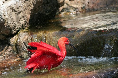 Gyvūnas, Paukštis, Raudona Ibis, Raudona, Egzotinis Pobūdis, Monte Bird Park Sa, Nelaisvėje
