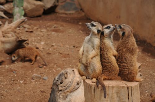 Gyvūnas, Parkas, Zoologijos Sodas, Gyvūnų Portretas