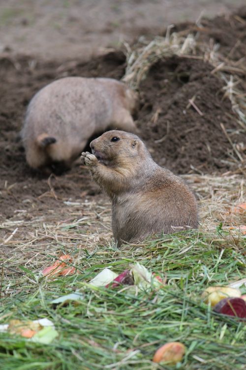 Gyvūnas, Graužikas, Zoologijos Sodas, Laukinės Gamtos Fotografija, Padaras, Giesmė, Pūkuotas, Nager, Gophers