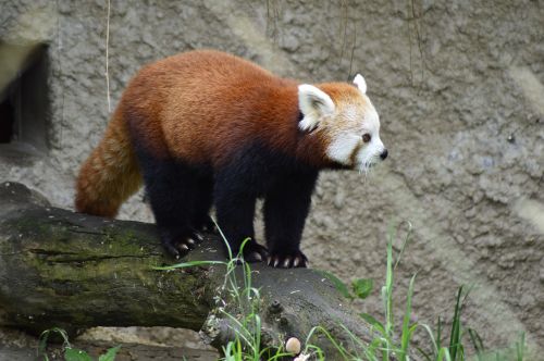 Gyvūnas, Raudonoji Panda, Zoologijos Sodas