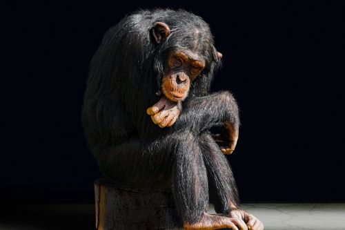 Gyvūnas, Primatas, Beždžionė, Nuobodulys, Šimpanzė, Portretas, Vienas, Mąstymas, Liūdnas, Gedulas, Sėdėti, Evoliucija, Laukti, Pavargęs, Senas, Vienišas, Vienatvė, Galvoti