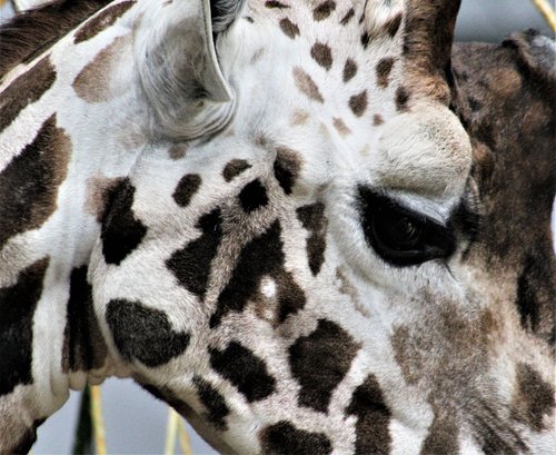 Gyvūnas,  Gyvūnijos,  Žinduolis,  Pobūdį,  Žirafa,  Zoologijos Sodas