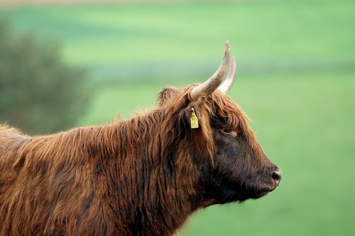 Gyvūnas,  Žinduolis,  Galvijų,  Pobūdį,  Karvė,  Meadow,  Kaimo,  Gyvūnijos Pasaulyje