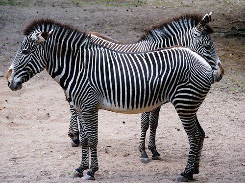 Gyvūnas,  Zebra,  Juostelės,  Juoda Balta,  Modelis,  Karčiai,  Gyvūnijos Pasaulyje,  Laukinių,  Afrika