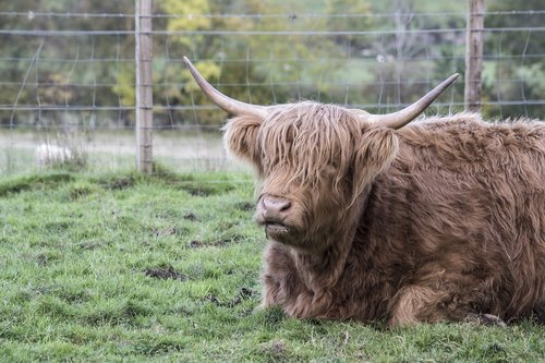 Gyvūnų,  Gyvūnai,  Škotija,  Ožka,  Highland Karvė,  Heilan Coo,  Highland Karvė