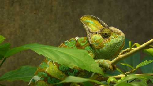 Gyvūnas, Ropliai, Chameleonas, Jemeno Chameleonas, Žalias, Geltona