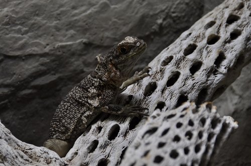 Gyvūnas,  Iguana,  Madagaskaras Iguana,  Žvynuotas