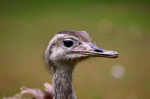 Gyvūnas,  Paukštis,  Pobūdį,  Zoologijos Sodas