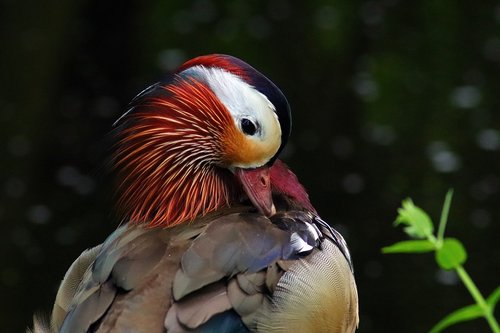 Gyvūnas,  Paukštis,  Vanduo Paukštis,  Pobūdį,  Zoologijos Sodas