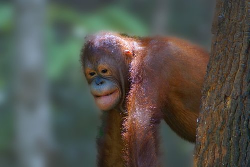 Gyvūnas,  Orangutanai,  Borneo,  Atogrąžų Miškai,  Ape,  Primatų,  Išnykstantis