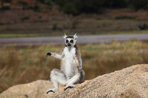 Gyvūnas,  Pobūdį,  Madagaskaras,  Lemūrai,  Gyvūnija