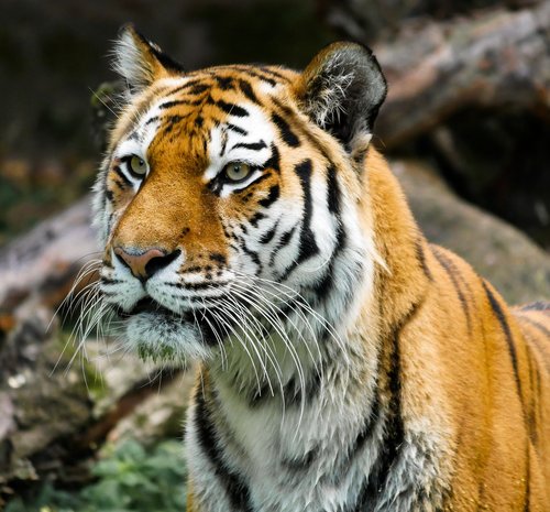 Gyvūnas,  Tigras,  Didelė Katė,  Amurtiger,  Katė,  Predator,  Pavojinga,  Sibiro Tigras,  Ūsai,  Pasididžiavimas,  Tiergarten Nürnberg