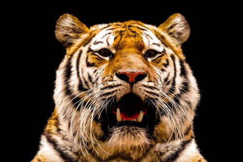 Gyvūnas,  Tigras,  Didelė Katė,  Amurtiger,  Katė,  Predator,  Gyvūnų Portretas,  Pavojinga,  Sibiro Tigras,  Ūsai,  Dantis,  Pasididžiavimas,  Tiergarten Nürnberg