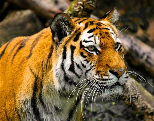 Gyvūnas,  Tigras,  Didelė Katė,  Amurtiger,  Katė,  Predator,  Pavojinga,  Sibiro Tigras,  Ūsai,  Pasididžiavimas,  Tiergarten Nürnberg