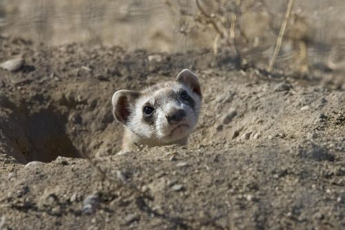 Gyvūnas, Galva, Šeškas, Kojos, Juoda, Skunks, Šeškai, Gyvūnai, Fauna