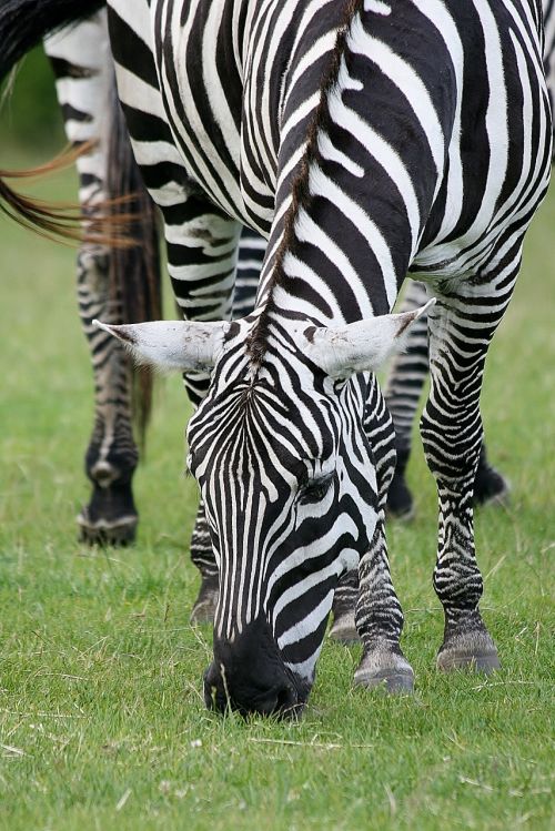 Gyvūnas, Zebra, Safari