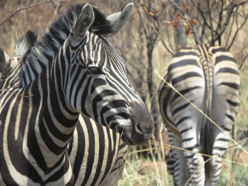 Gyvūnas, Afrika, Zebra