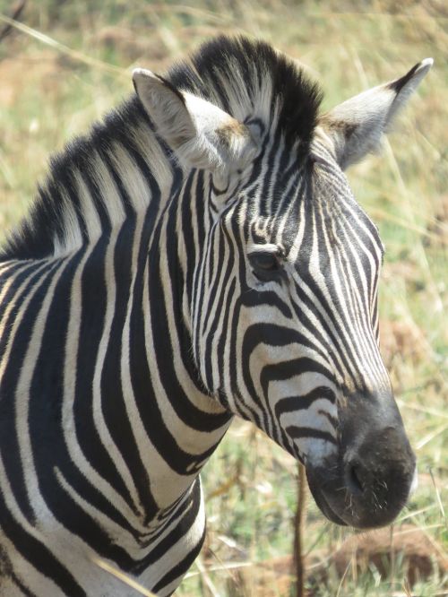 Gyvūnas, Afrika, Zebras Galva