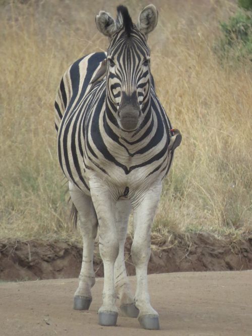 Gyvūnas, Jaunoji Zebra, Afrikiečių Savana