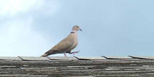 Gyvūnas, Paukštis, Plunksnos, Balandis, Laukinė Gamta