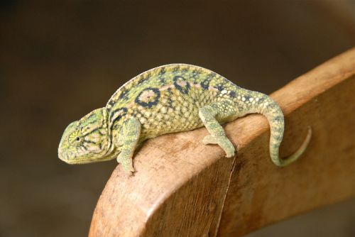 Gyvūnas, Chameleonas, Žalias, Madagaskaras