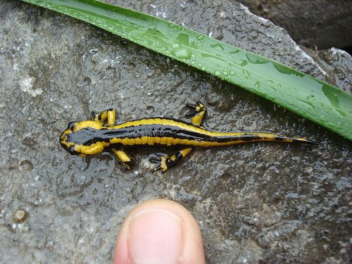 Gyvūnas, Salamander Tėtis, Urriellu Didžiausias Pakilimas, Trapumas, Pasitikėjimas, Drėgmė, Lašai, Makro, Drėgna