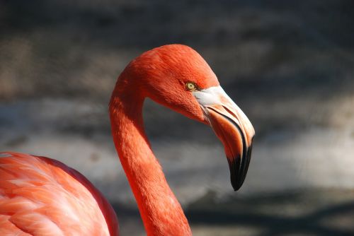 Gyvūnas, Flamingo, Sąskaitą, Raudona