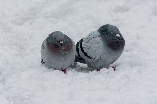 Balandis, Paukštis, Žiema, Sušaldyta, Gyvūnas, Snapas, Miestas, Šaltas, Diena, Plunksna, Šaltis, Pilka, Grupė, Gamta, Lauke, Parkas, Taika, Balandis, Sniegas, Gatvė, Miesto, Balta, Laukiniai, Laukinė Gamta, Sparnas