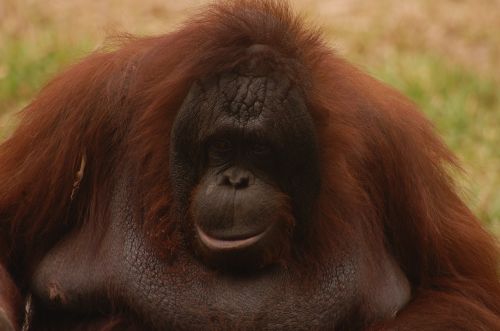Gyvūnas, Beždžionė, Orang Utan, Zoologijos Sodas, Džiunglės, Borneo