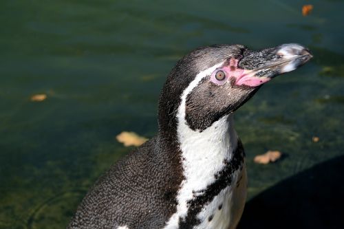 Gyvūnas, Pingvinas, Vandens Paukštis, Paukštis, Vanduo, Uždaryti, Sąskaitą, Humboldto Pingvinas, Galva, Sababurgo Pilis, Zoologijos Sodas, Zoo Sababurg