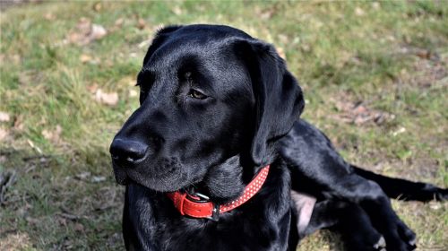 Gyvūnų Karalystė,  Šuo,  Žinduoliai,  Mielas,  Naminis Gyvūnėlis,  Labradoras,  Be Honoraro Mokesčio