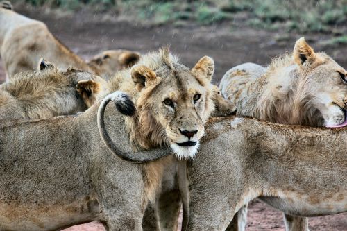 Gyvūnų Fotografija, Gyvūnai, Iš Arti, Grupė, Liūtas, Liūtys, Makro, Safari, Laukinis Gyvūnas