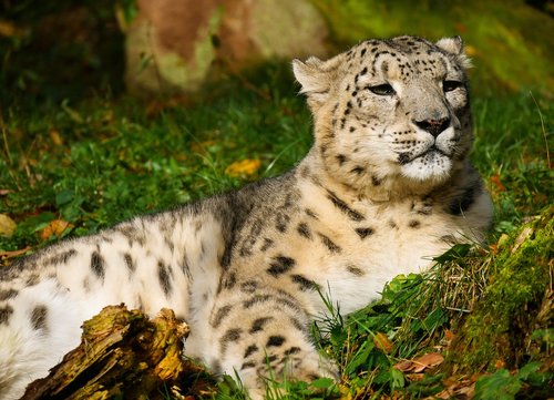 Gyvūnijos Pasaulyje,  Leopardas,  Sniego Leopardas,  Žinduolis,  Katė,  Mėsėdžiai,  Tiergarten Nürnberg,  Didelė Katė,  Predator,  Poilsis
