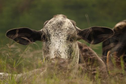 Animalesel, Laukas, Gamta, Quindio, Kolumbija