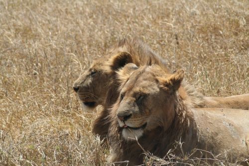 Leonas, Liūtys, Gyvūnai, Tanzanija, Afrika, Laukinė Gamta, Safari, Plėšrūnai, Meilė, Vcouple