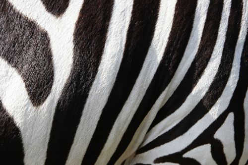 Gyvūnai, Zebra, Pėsčiųjų Perėja, Juostelės, Juoda Ir Balta