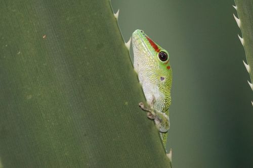 Gyvūnai, Ropliai, Gecko, Madagaskaras, Atogrąžų Miškai