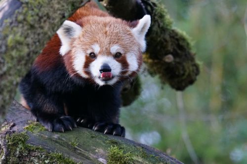 Gyvūnai, Mažas Pandas, Raudonoji Panda, Panda, Alpinistas