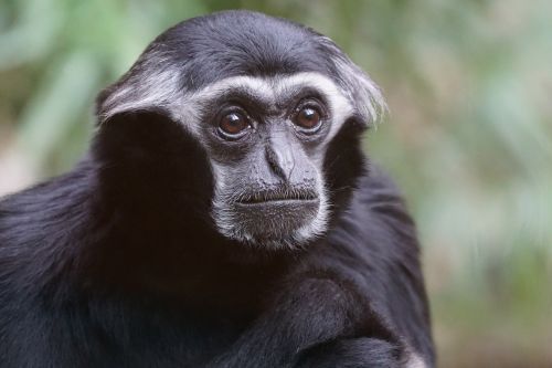 Gyvūnai, Primatas, Beždžionė, Senojo Pasaulio Beždžionė, Gibbon, Dangteliai Gibbon