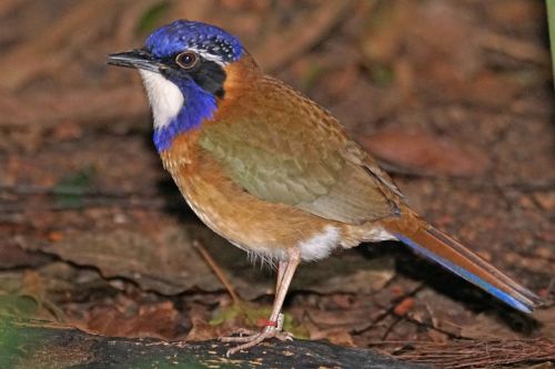 Blaukopferdracke, Paukštis, Gyvūnai, Rake Paukštis, Atogrąžų Miškai, Madagaskaras, Atelornis- Pittoides