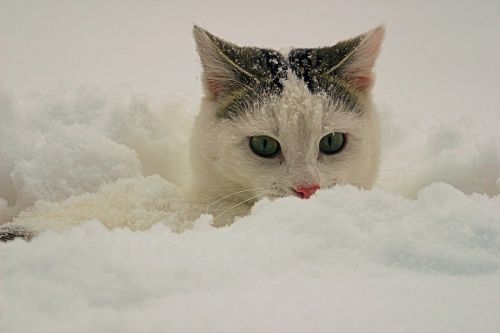 Katė, Sniegas, Gyvūnai, Naminis Katinas, Miltelių Sniegas